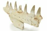 Fossil Mosasaur (Eremiasaurus?) Jaw Section - Morocco #220669-1